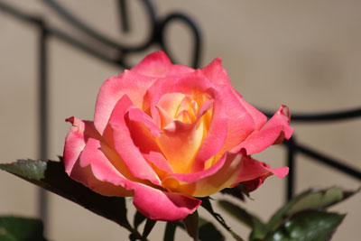 c0152779_161399.jpg