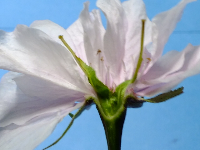 e0145782_18493069.jpg