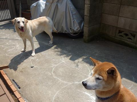 c0123890_17503099.jpg