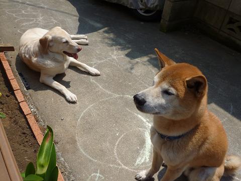 c0123890_1751271.jpg