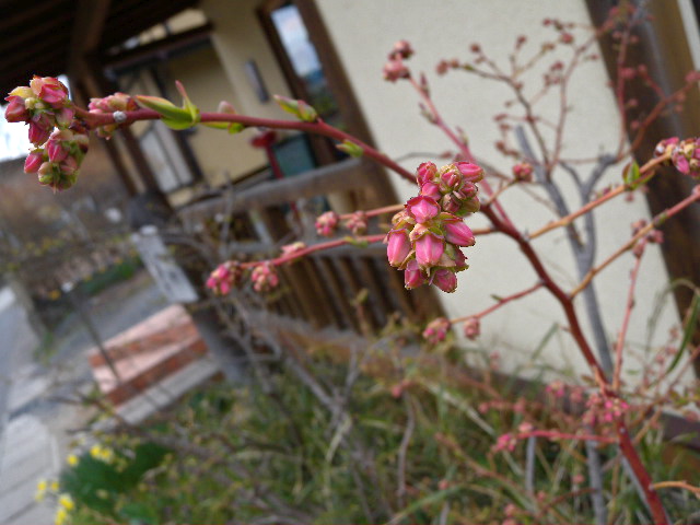 a0199297_19491046.jpg