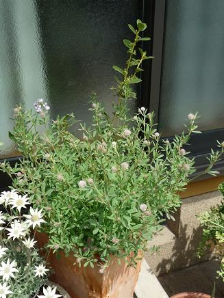 e0234004_2325383.jpg