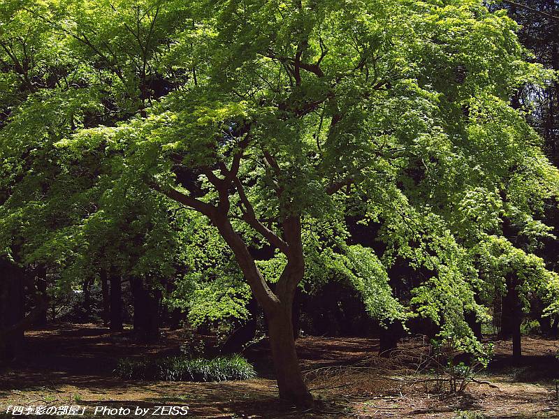 a0195032_21463486.jpg