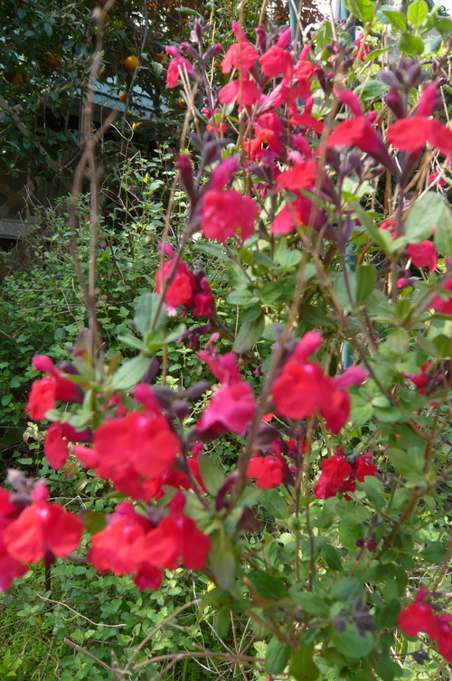 f0215179_8531330.jpg
