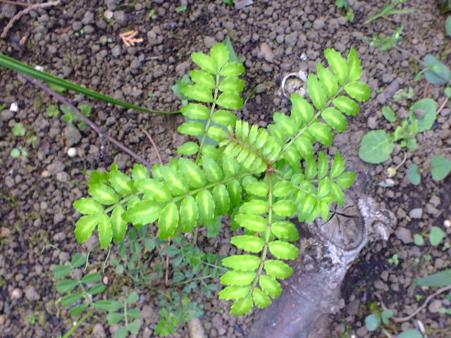 e0145782_20594613.jpg