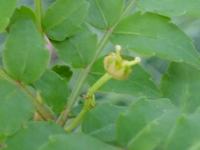 e0145782_2162988.jpg
