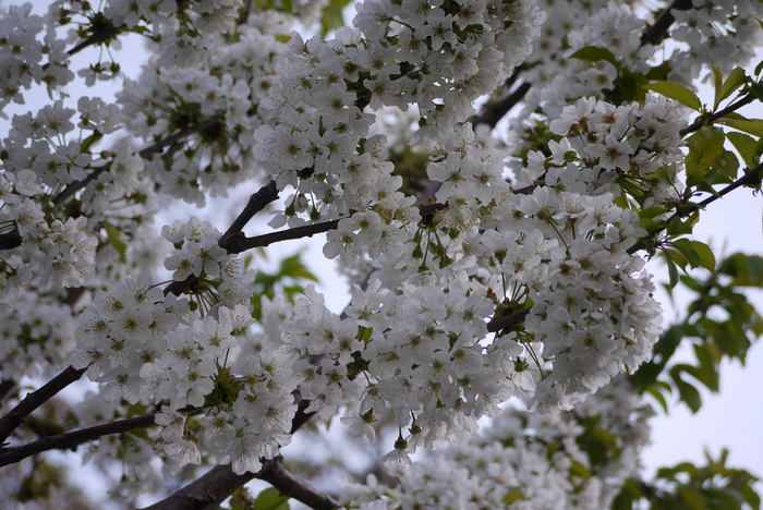 a0127090_874010.jpg