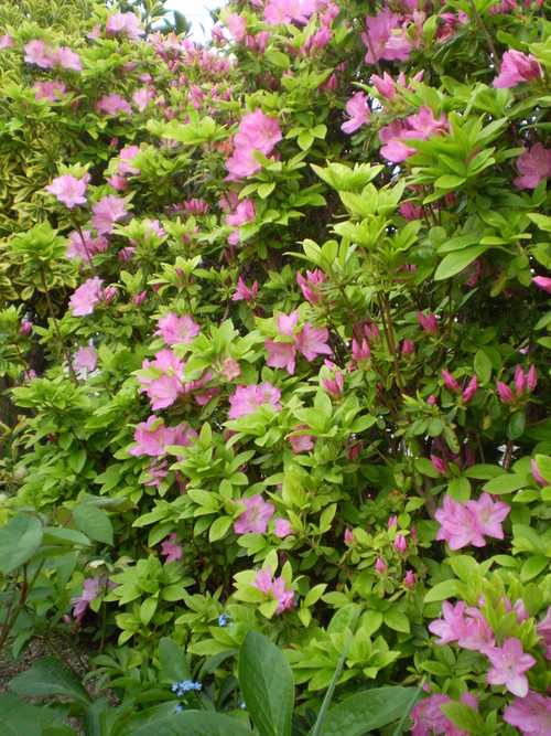 a0135990_2134951.jpg