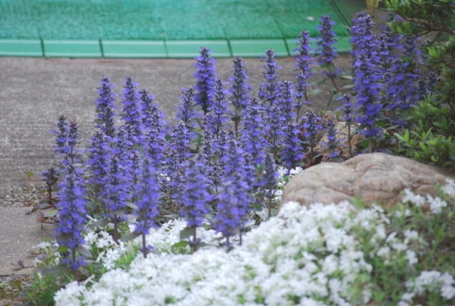 e0025300_20312252.jpg