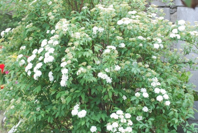 e0025300_20335361.jpg
