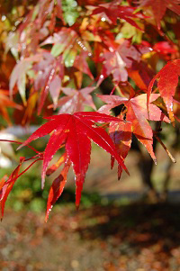 b0189603_17374326.jpg