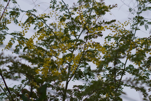 c0056707_13372421.jpg
