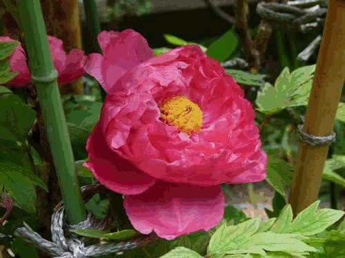 b0052108_20341897.gif