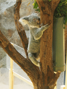 e0098223_13323369.gif