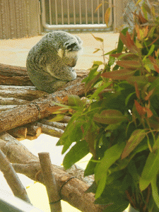 e0098223_13325467.gif