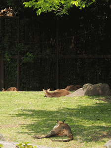 e0098223_13331397.gif