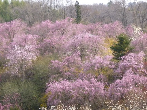 e0120932_042893.jpg