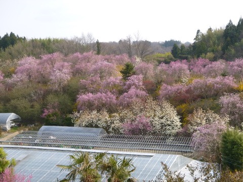 e0120932_05675.jpg