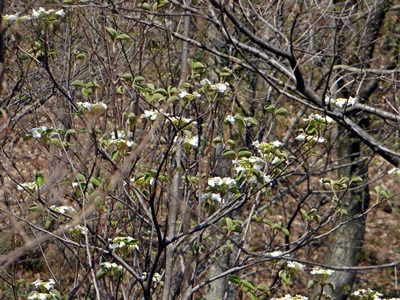 d0037233_10364435.jpg