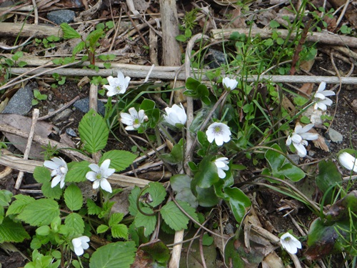 d0037233_9422916.jpg