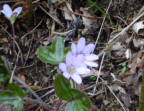 d0037233_9425920.jpg