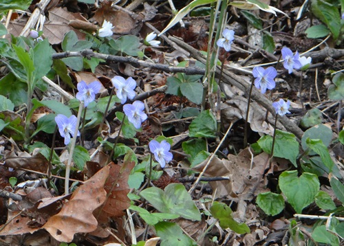 d0037233_944021.jpg