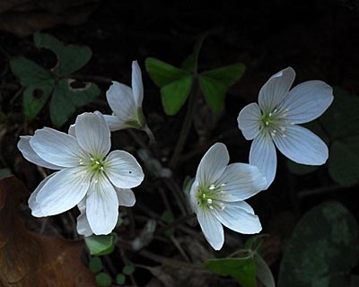 e0035757_21195249.jpg