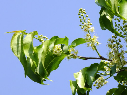 e0145782_20114016.jpg