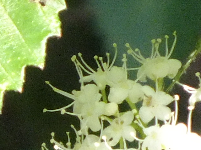 e0145782_20174492.jpg