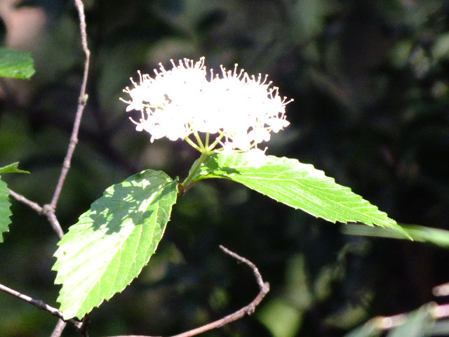 e0145782_2017572.jpg