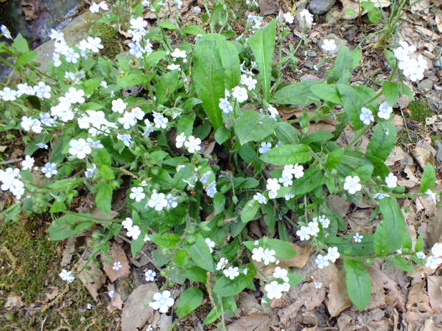 e0145782_20182213.jpg