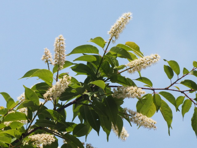 e0145782_2091749.jpg