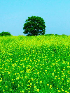 c0074000_1756119.jpg