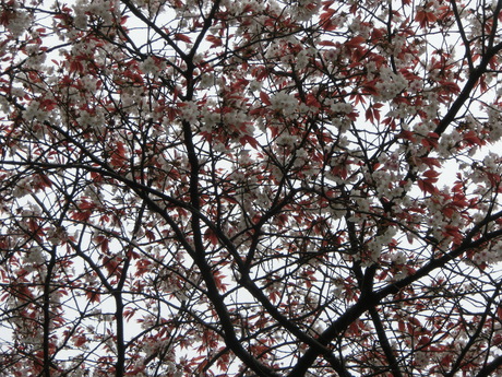 a0203003_1915797.jpg