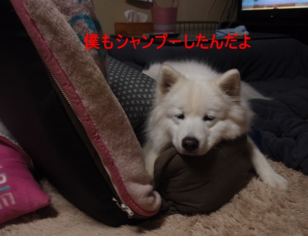 e0018604_20175749.jpg