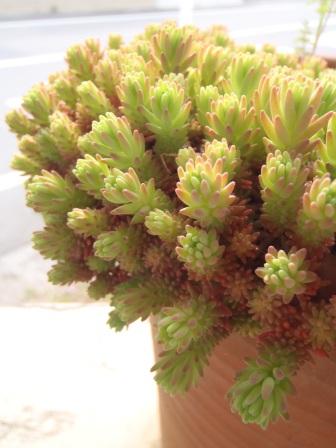 f0113108_8285580.jpg