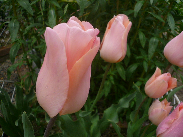 e0026017_11475752.jpg