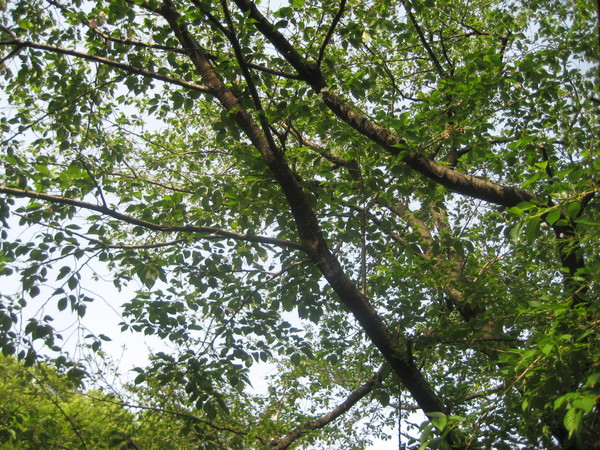 e0199046_1710762.jpg