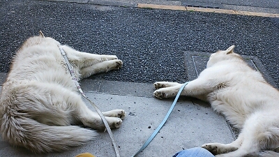 e0121548_2145814.jpg