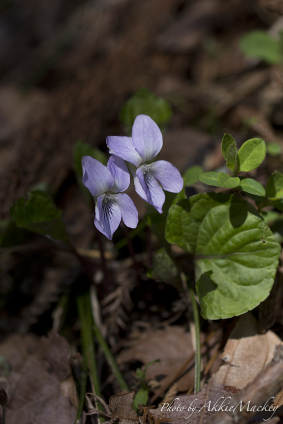 b0167256_6472442.jpg
