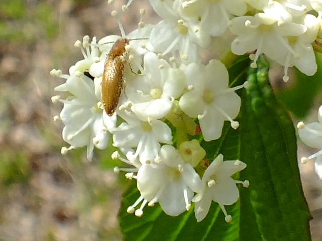 e0145782_1810582.jpg