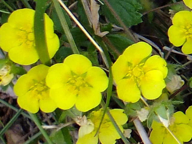 e0145782_18122418.jpg