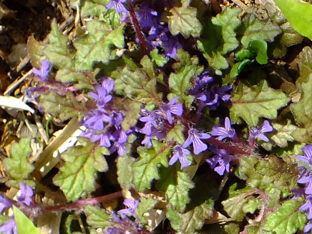 e0145782_1833816.jpg