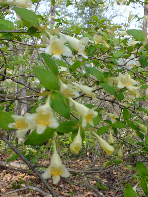 e0145782_1861533.jpg