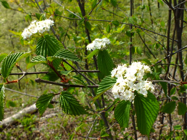e0145782_1891732.jpg