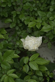 f0166982_21165397.jpg