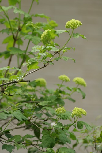 c0186463_1764558.jpg