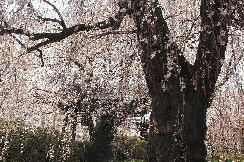 a0188405_959352.jpg