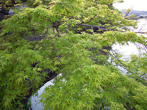e0034047_15254960.jpg