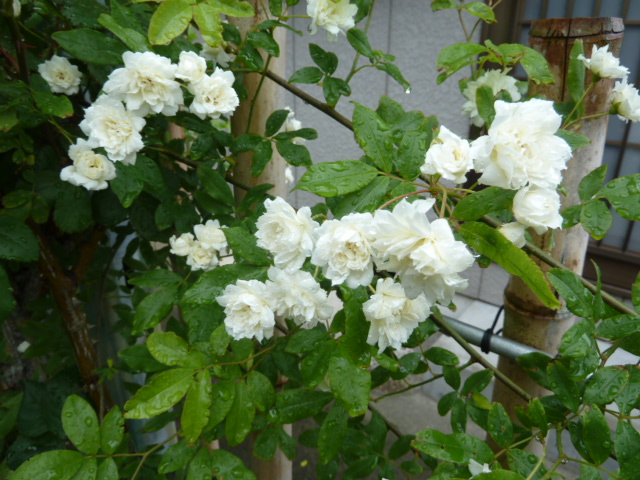 e0278968_2258841.jpg